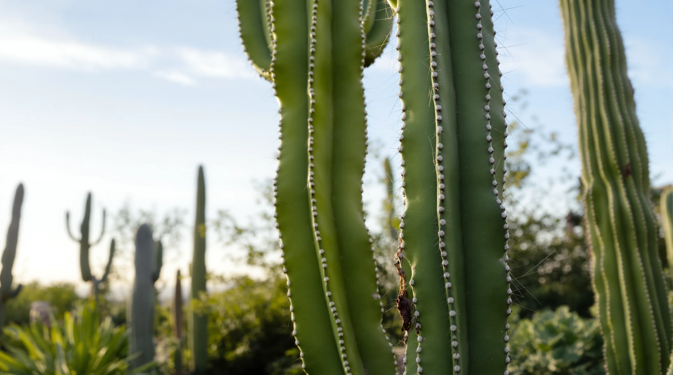 Cactus Pedro: las características y usos de la planta sagrada más popular