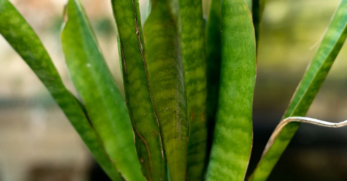 Gros plan détaillé des feuilles de la plante Sansevieria affichant des teintes vertes vibrantes à la lumière naturelle.